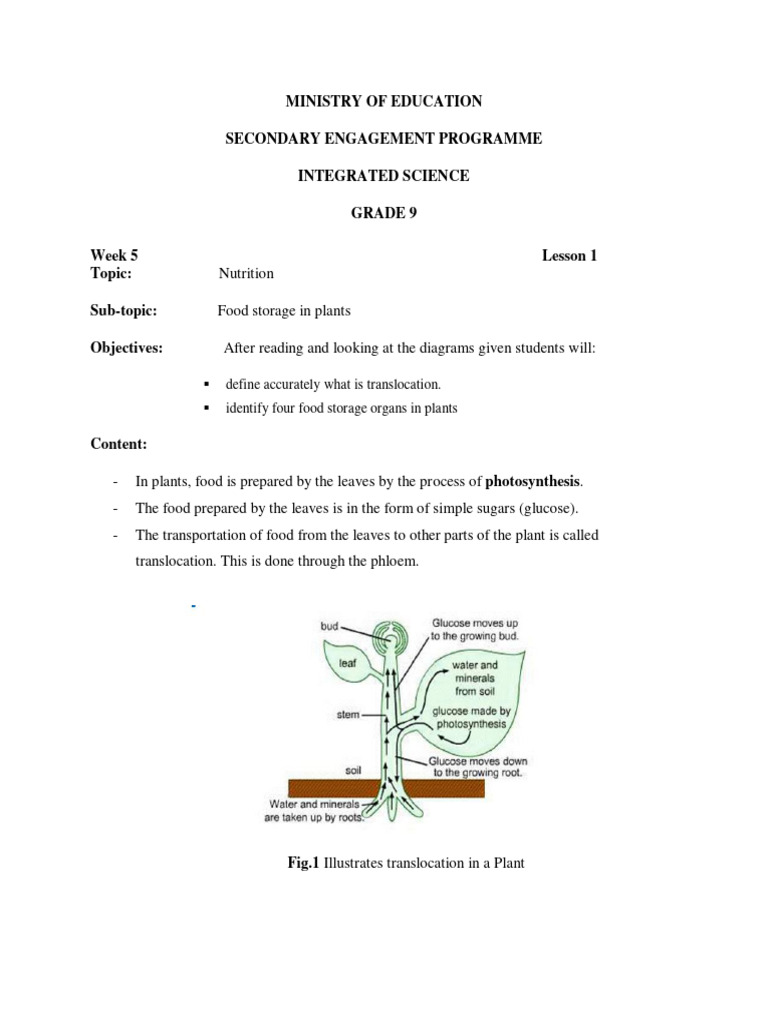 Food storage in plants Download Free PDF Foods Plants