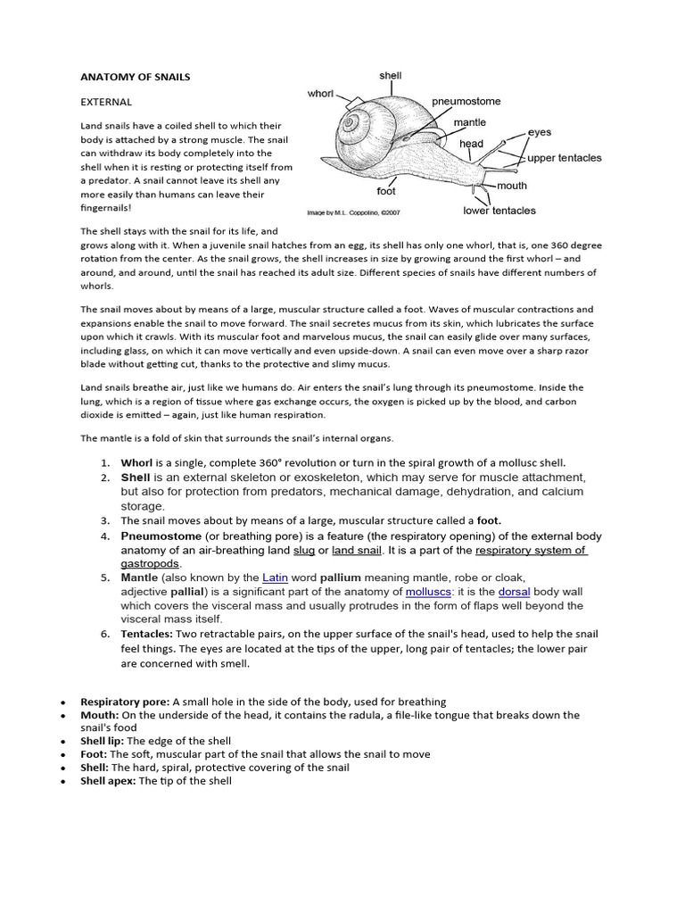 ANATOMY OF SNAILS | PDF | Mollusca | Molluscs