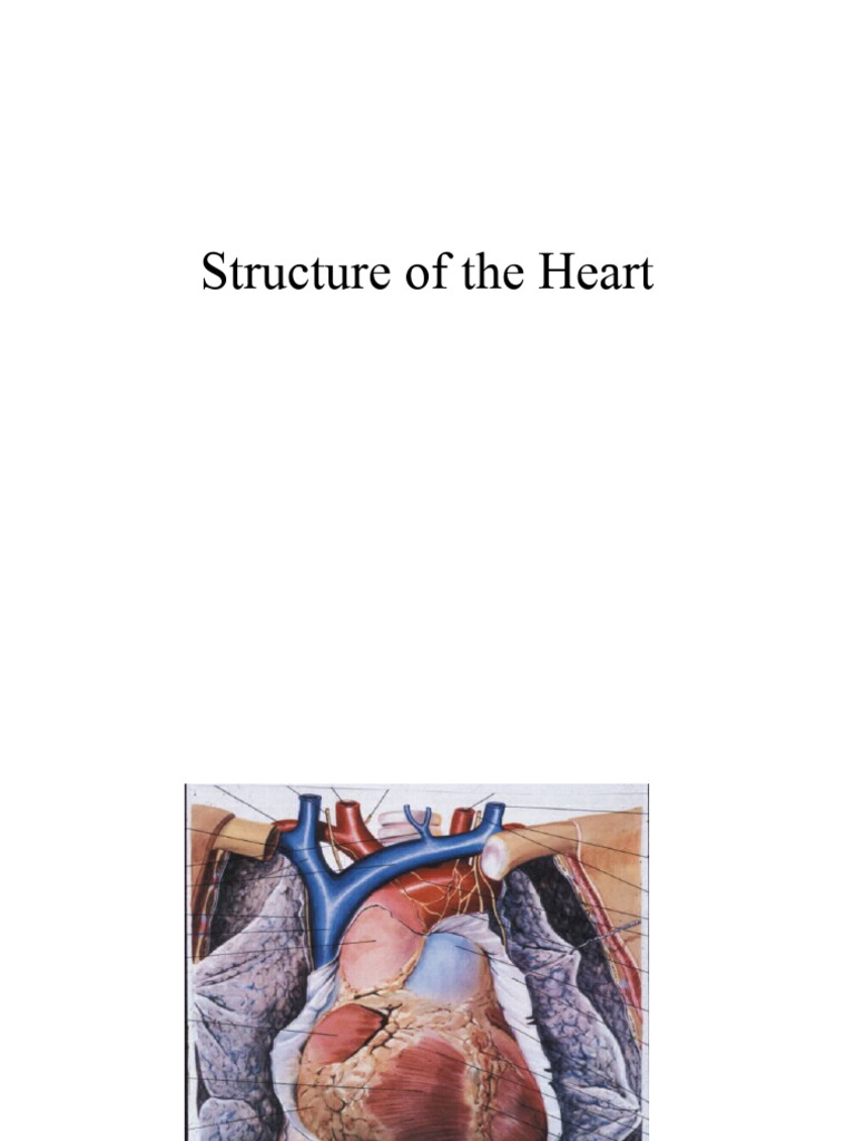 Ana 202 Gross Anatomy of the Heart and Great Vessels | Download Free ...