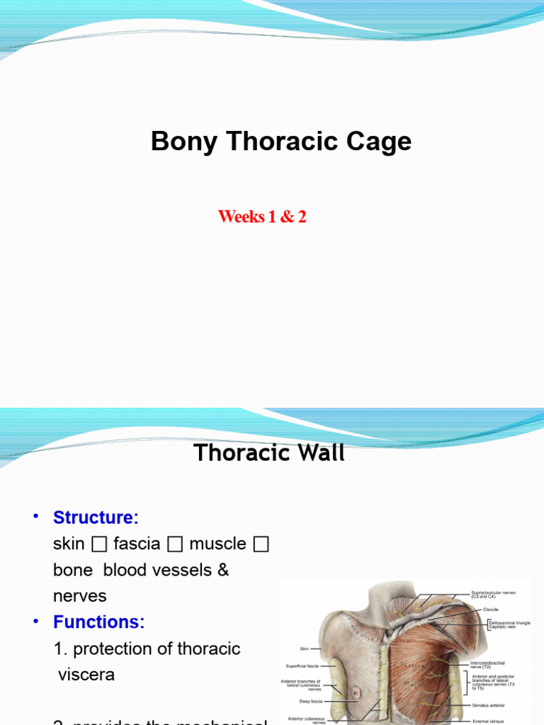 Anatomy of the Bony Thoracic Cage | PDF | Vertebra | Thorax