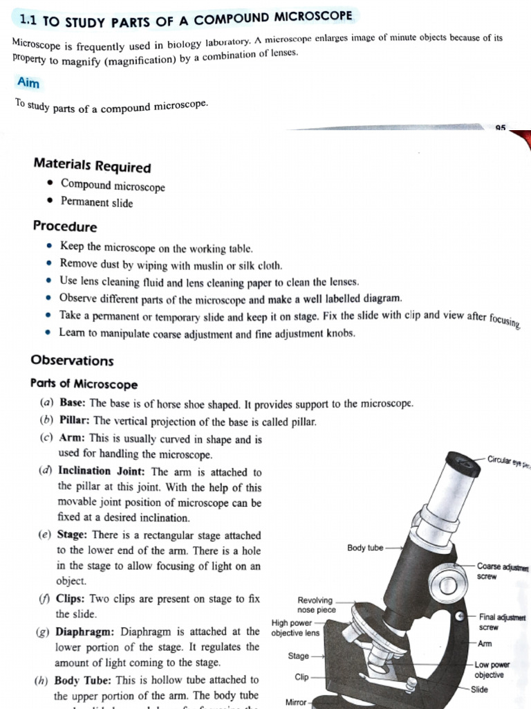 Parts and Diagram of Compound Microscope | PDF | Microscope | Optics