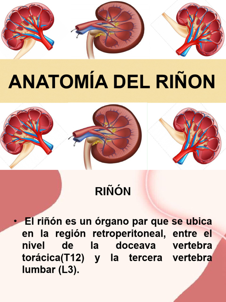 Anatomía y Estructura del Riñón | PDF | Riñón | Vagina