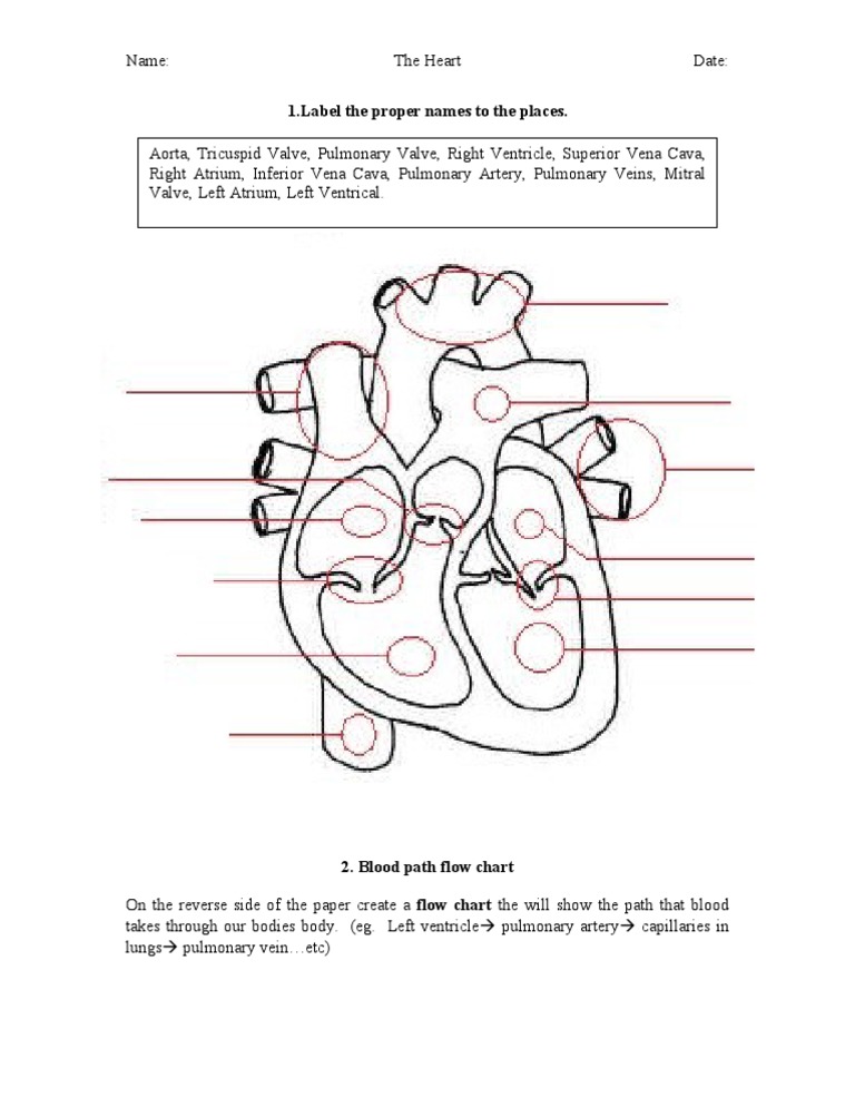 Heart Handout | PDF | Art