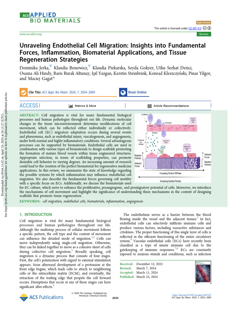Endothelial Cell Migration Insights | PDF | Angiogenesis | Endothelium