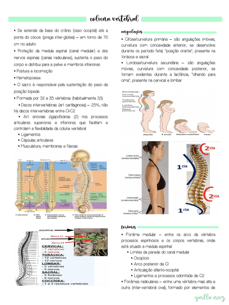 Anatomia da Coluna Vertebral | PDF | Coluna vertebral | Vértebra
