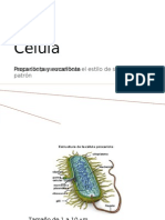 Celulas Procarienta y Eucarionta