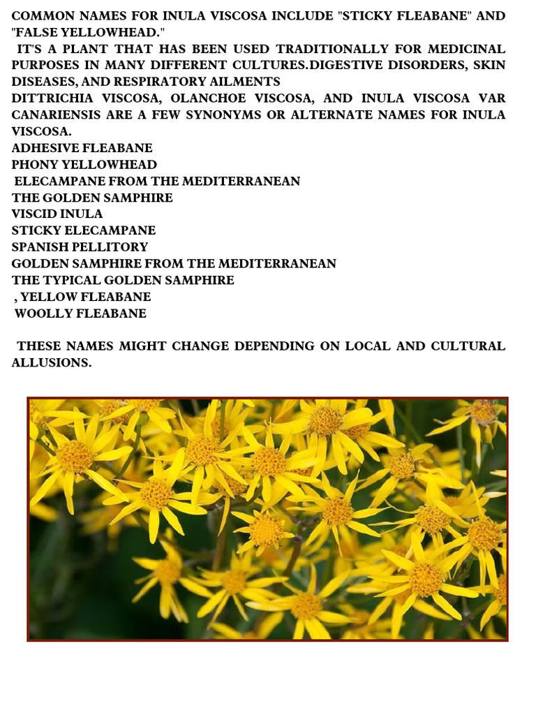 Inula Viscosa: Medicinal Uses & Properties | PDF | Polyphenol ...