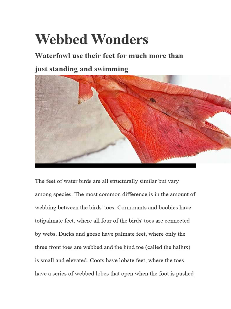 Waterfowl Foot Types Explained | PDF | Social Science | Home & Garden