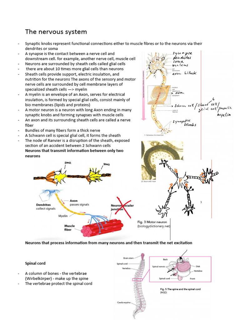 Overview of the Nervous System Functions | PDF | Chemical Synapse ...