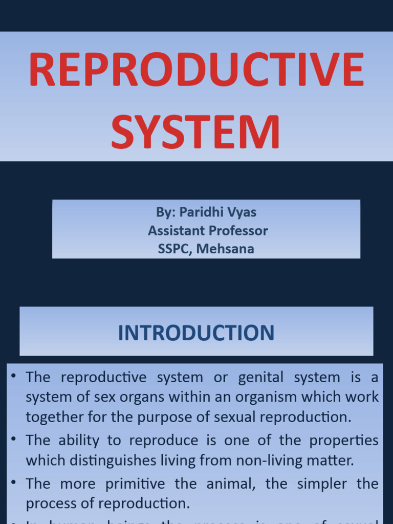 Reproductive System 1 | PDF | Menstrual Cycle | Uterus