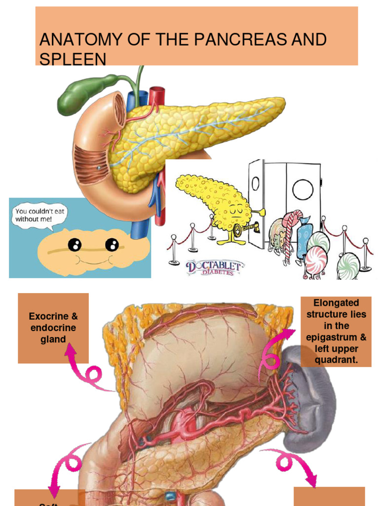 Pancreas Produces Insulin