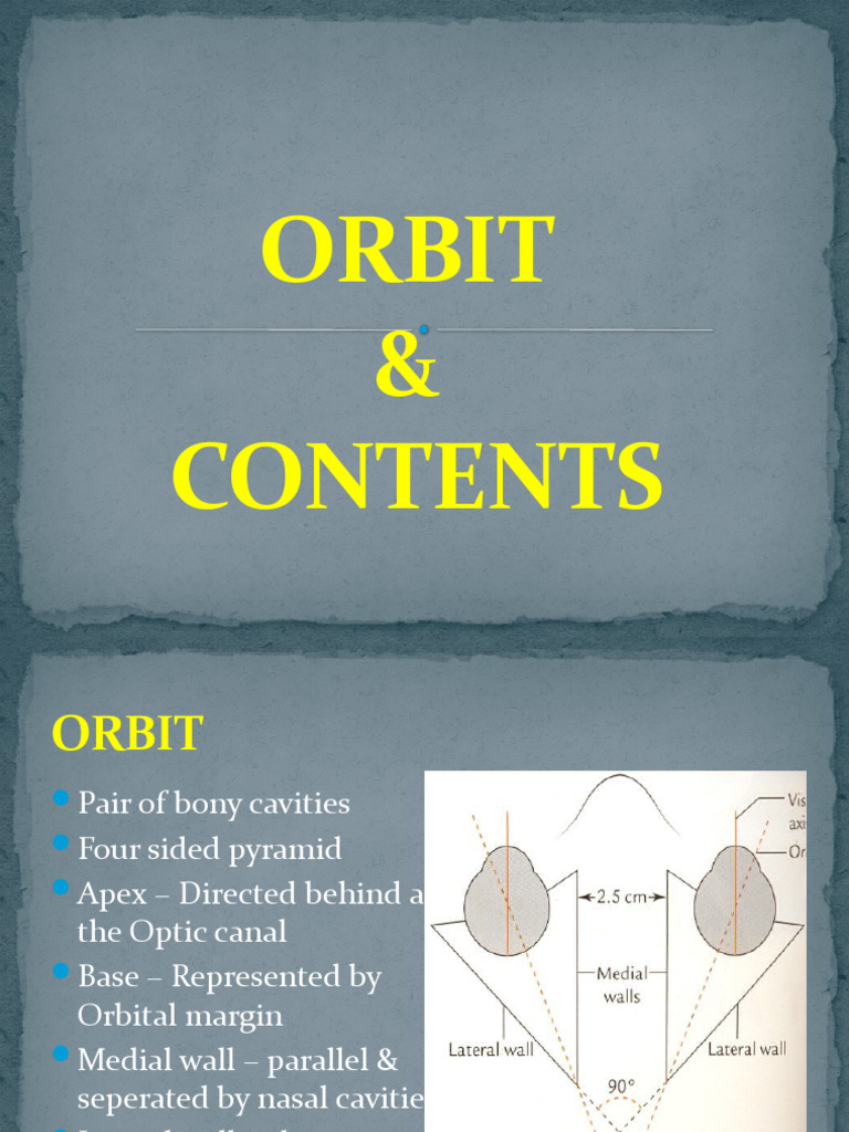Anatomy of the Eye Orbit and Muscles | PDF | Human Eye | Ophthalmology
