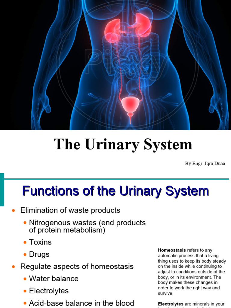 URINARY SYSTEM ANATOMY FUNCTION AND DISEASES visual data 8