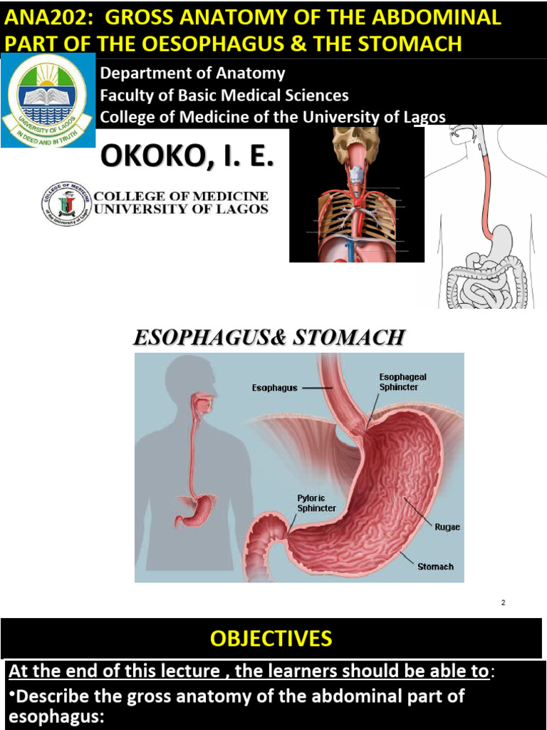 Ana202 - Gross Anatomy of The Abdominal Esophagus Ans Stomach Gross ...