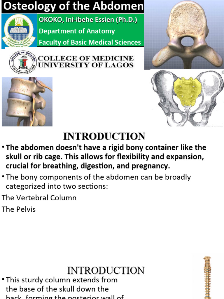 Anatomy of Abdominal Osteology | PDF | Vertebra | Vertebral Column