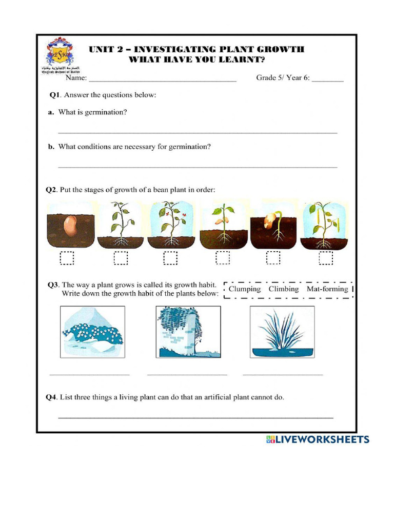 Investigating Plants Growth Worksheet | PDF