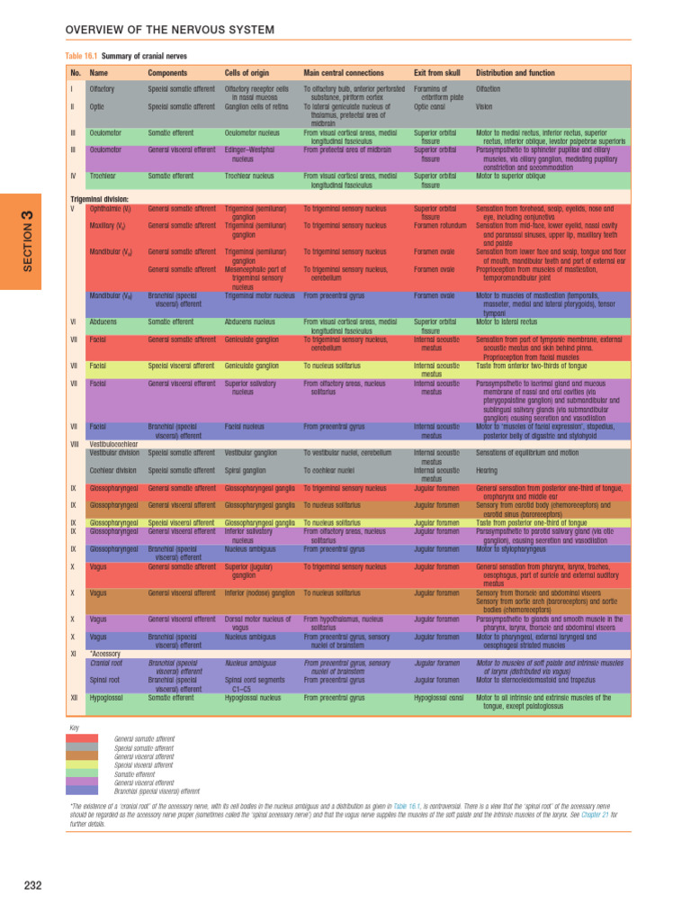 Nervous System and Cranial Nerves | Download Free PDF | Anatomy ...