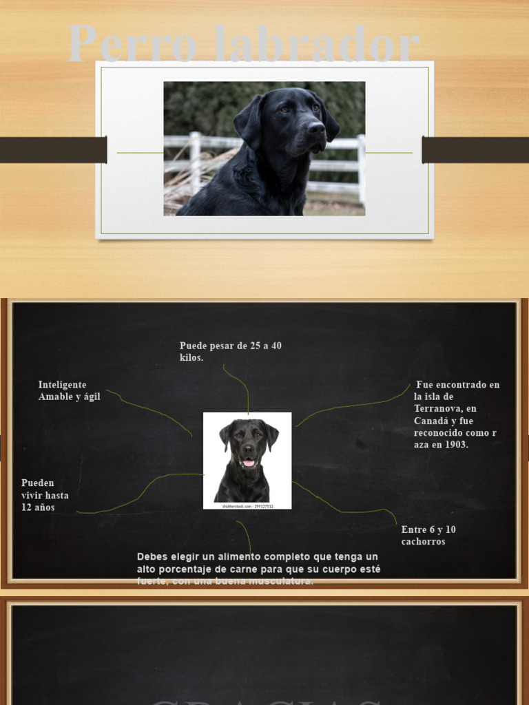 Exposición Sobre El Perro Labrador | PDF