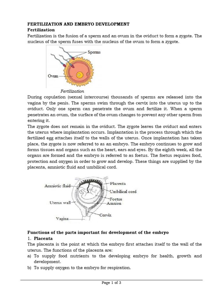 Fertilization and Embryo Development Guide | PDF | Fetus | Fertilisation