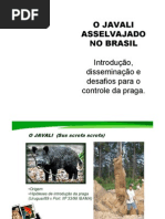 IBAMA Javalis Cid Teixeira Neto