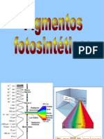 pigmentos-fotosinteticos