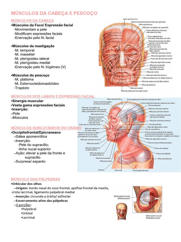 Músculos Da Cabeça E Pescoço Pdf Anatomia Sistema Locomotor
