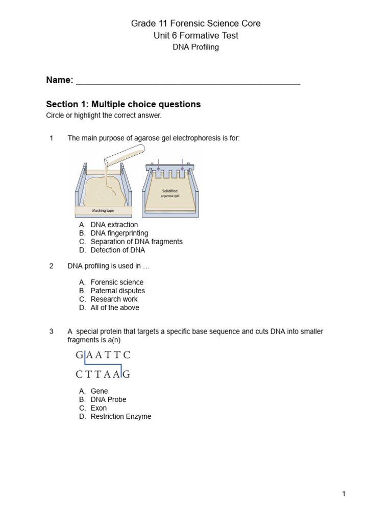 DNA Forensics Work Sheet | PDF | Dna | Dna Profiling