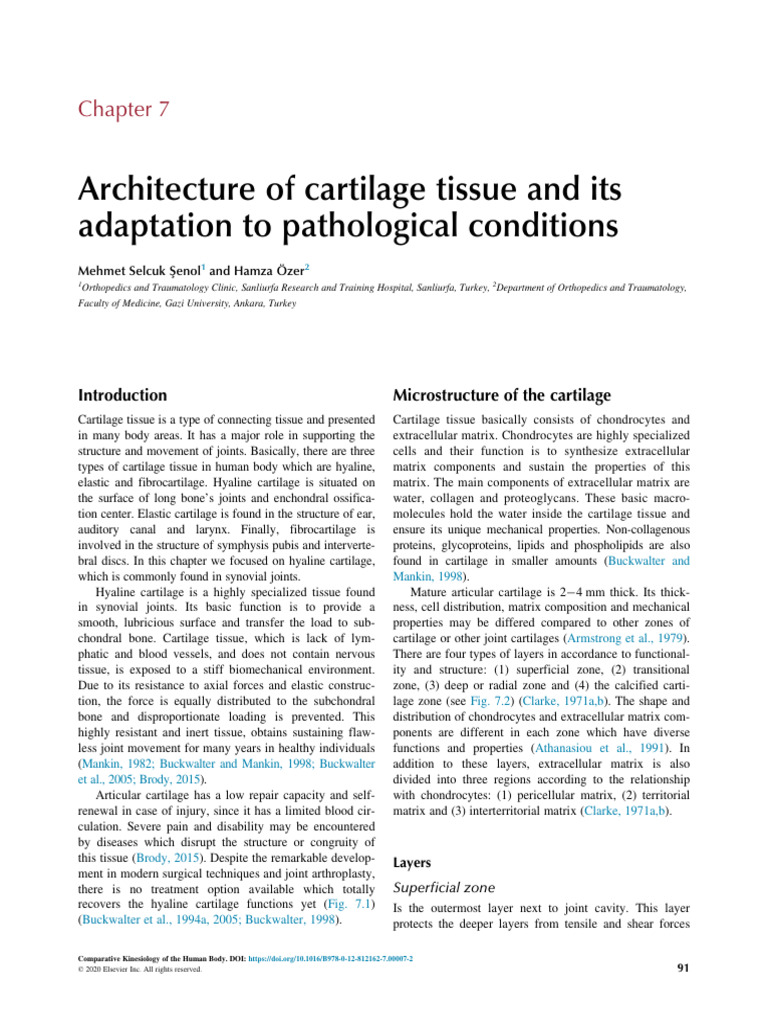 Cartilage Structure and Function | PDF | Cartilage | Extracellular Matrix