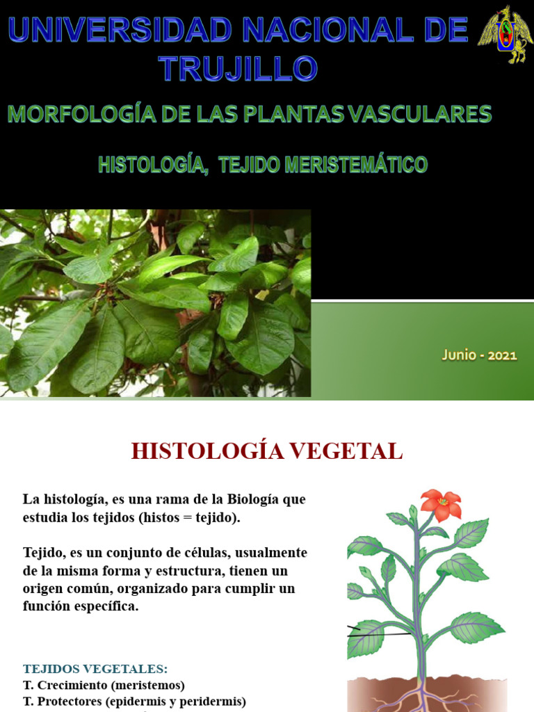 Tejidos Vegetales y Meristemos | PDF | Tallo de la planta | Histología