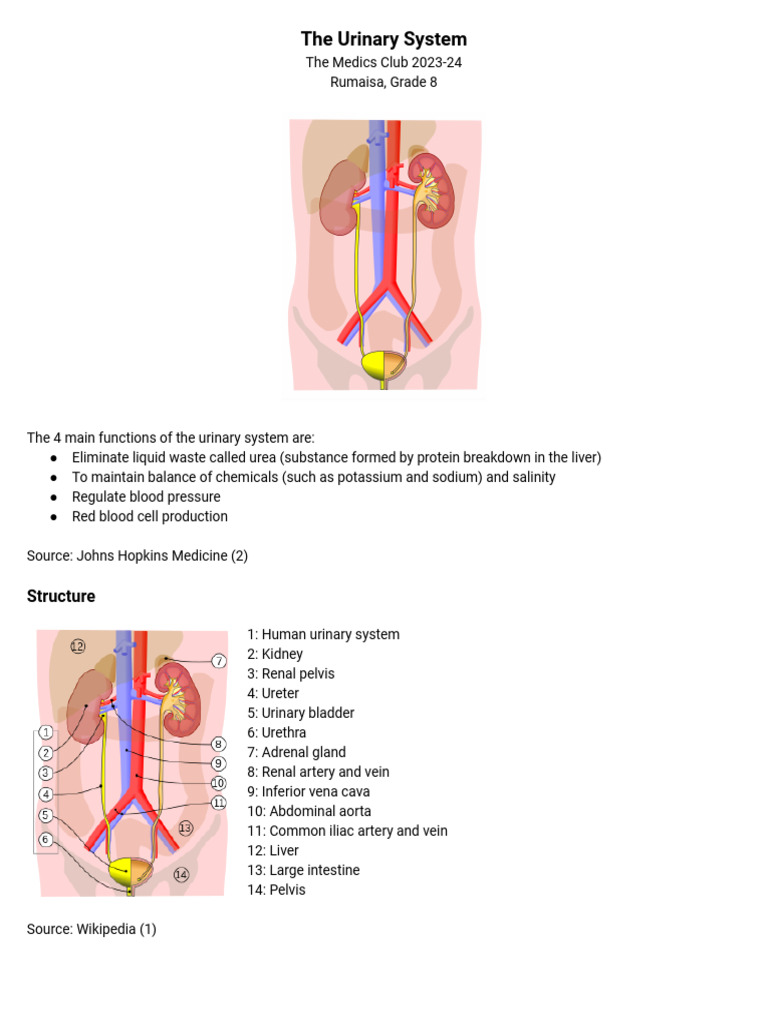 The Urinary System: Detailed Guide to its Anatomy and Physiology | PDF ...