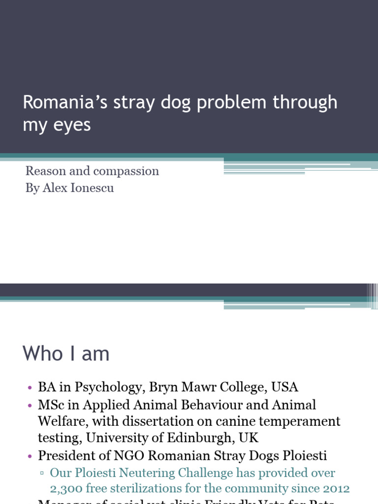 Romania's Stray Dog Crisis Explained | PDF | Animals And Humans
