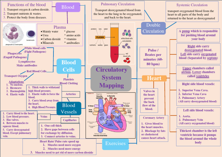 Circulation Map | PDF | Heart | Blood