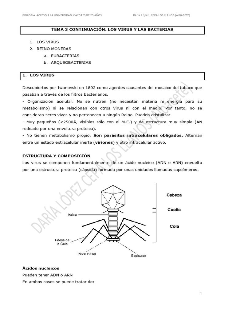 Tema 3 Virus y Bacterias | PDF | Virus | Las bacterias