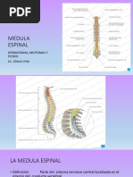 Metámera: Estructura y Funciones Nerviosas | PDF
