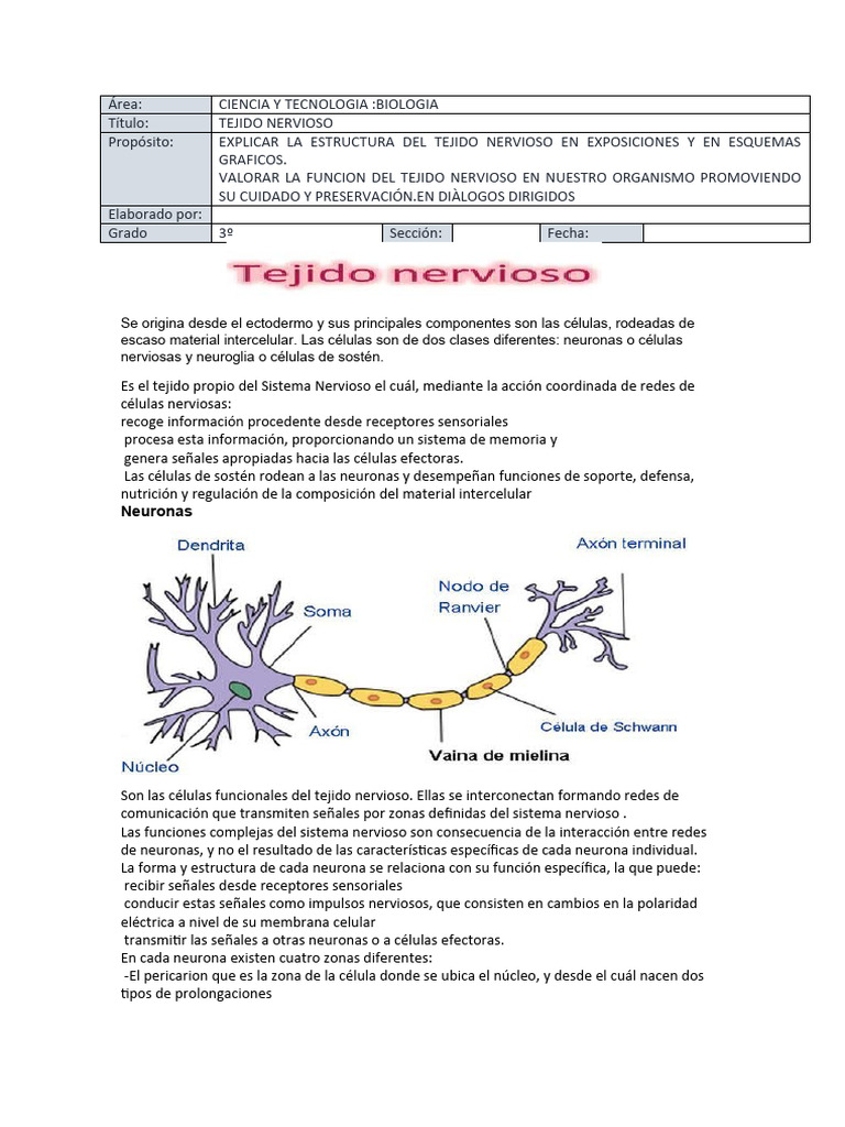 Tejido Nervioso Pdf Neurona Sistema Nervioso