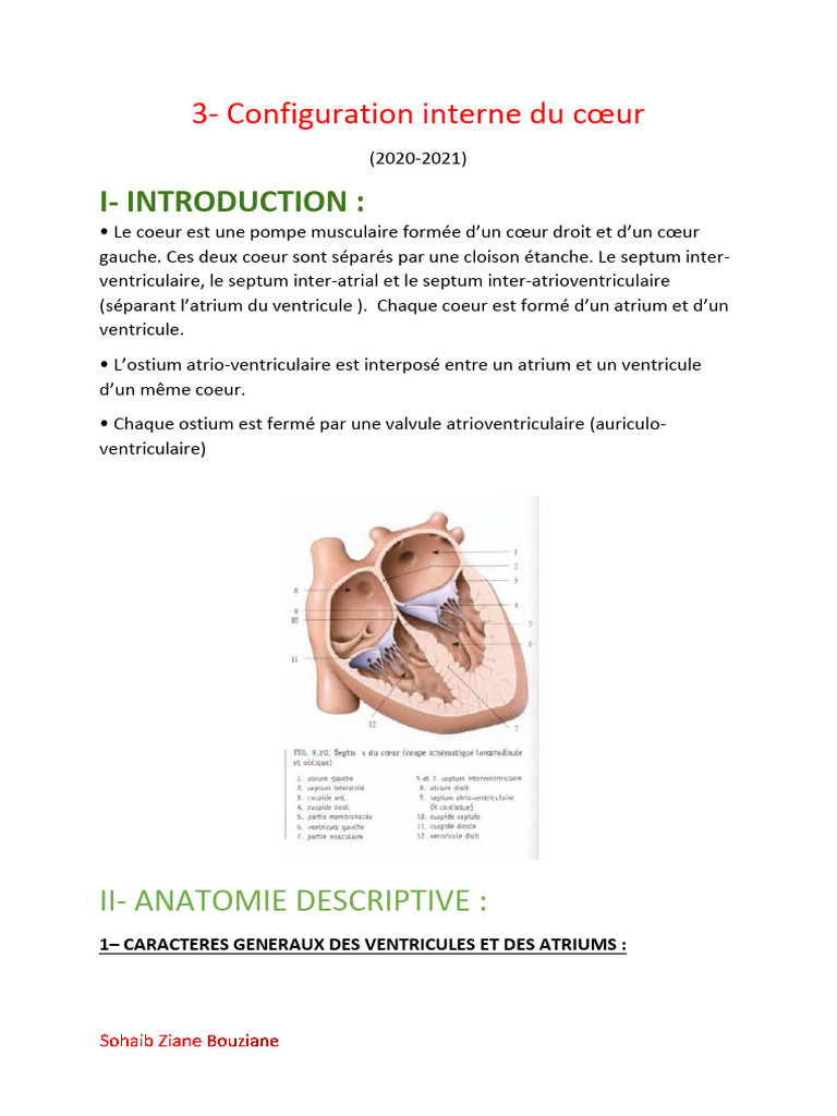 Configuration interne du cœur humain | PDF | Cœur | Atrium (anatomie)