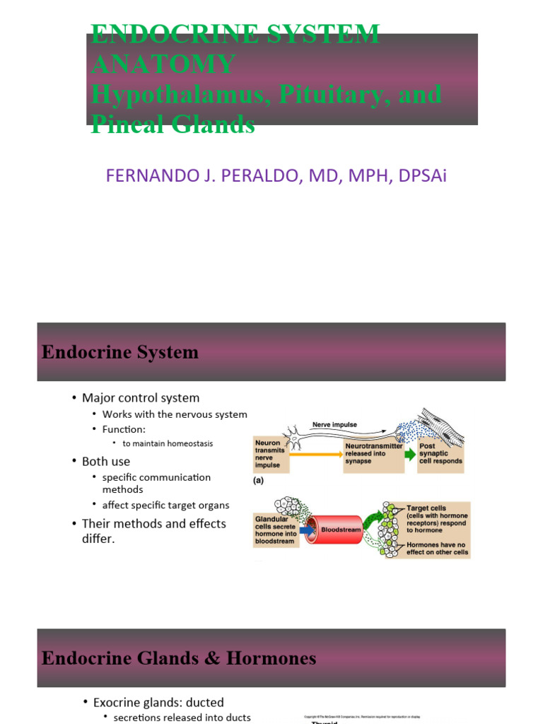 Endocrine System Anatomy Hypothalamus Pituitary And Pineal Glands