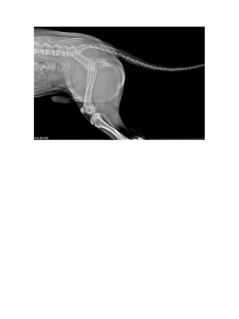 Radiografia Perro LL | PDF
