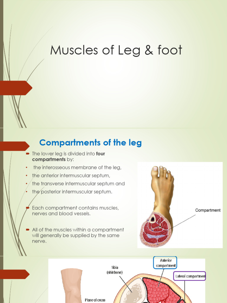 Lecture 9, Muscles of The Leg | PDF | Human Leg | Foot