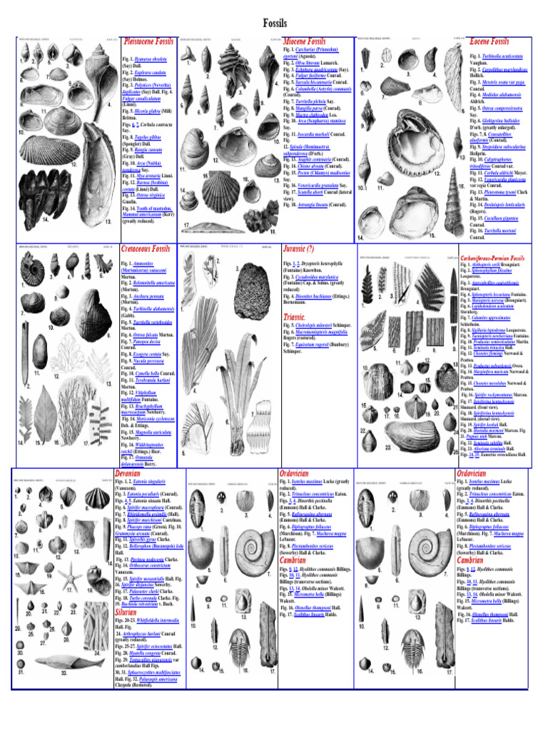 Fossil Identification Guide | PDF | Science & Mathematics