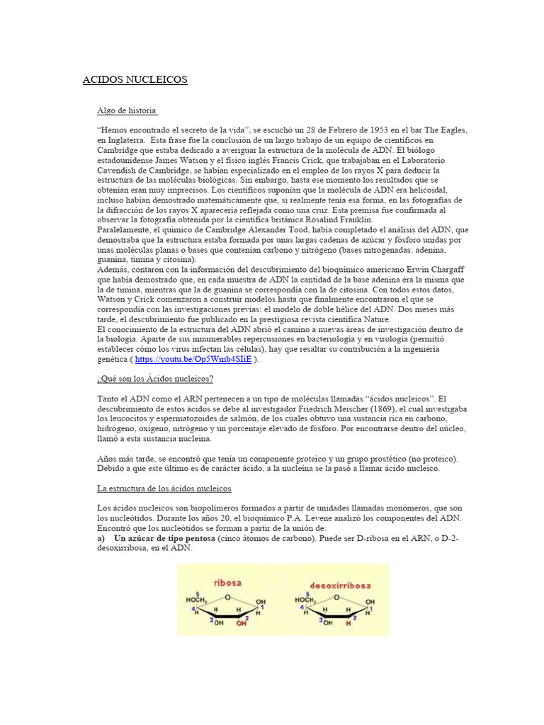 Acidos Nucleicos Replicacion | PDF | Adn | Rna