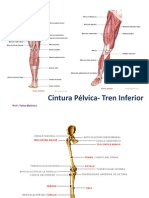 Cintura Pélvica - Tren Inferior