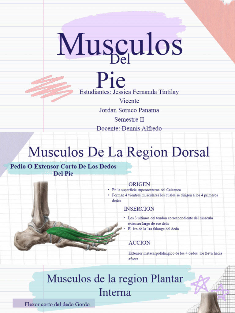 Musculos D Ela Pata | PDF | Dedo del pie | Pie
