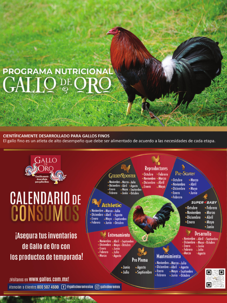 Alimentación Efectiva para Gallos Gallo de Oro | PDF | Alimentos ...