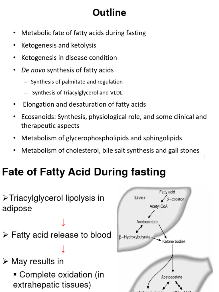 Fatty Acid Metabolism and Ketogenesis Insights | PDF | Cholesterol ...