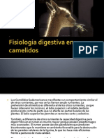 Fisiologia Digestiva en Camelidos 2
