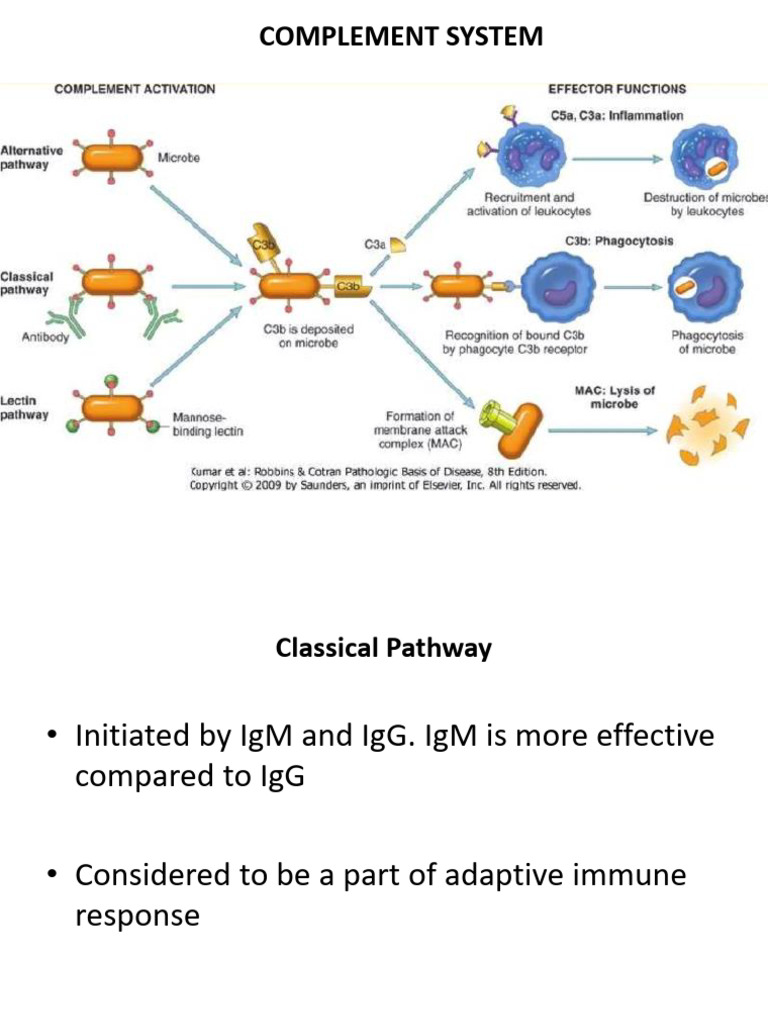Image result for Complement +autoimmunity and Hypersensitivity | PDF | Autoimmunity ...