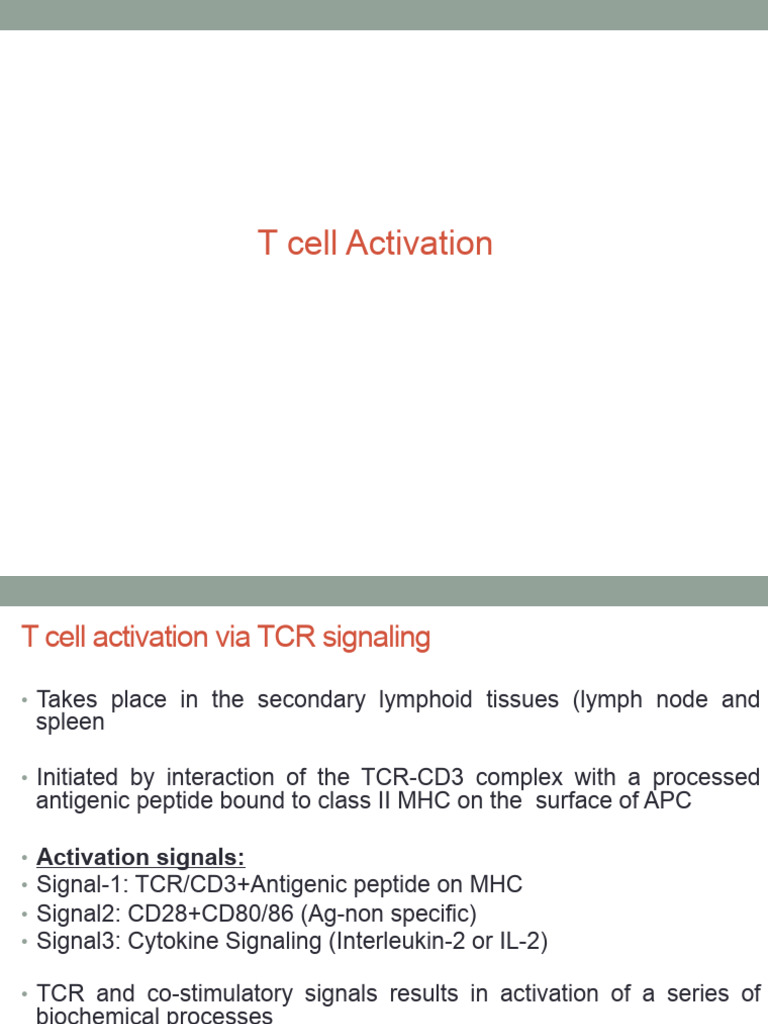 T Cell Activation and Differentiation | PDF | Science & Mathematics