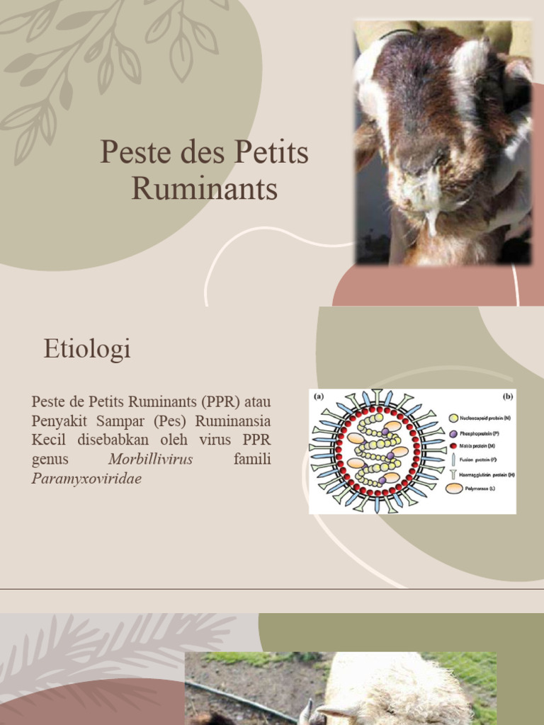 Peste Des Petits Ruminants (PPR) | PDF | Electronic Business ...