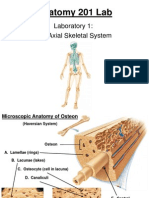 Laboratory 1 Axial Skeletal System